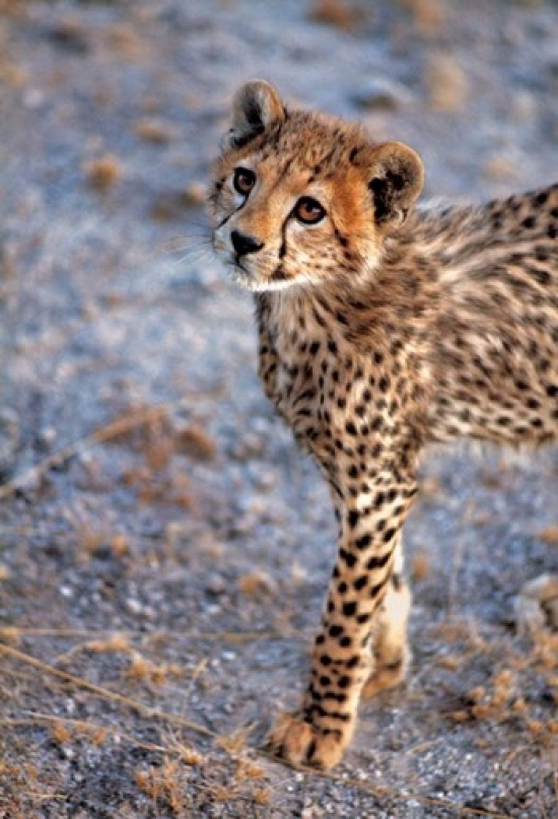 Kenya Cheetah in Amboseli National Park Canvas Art - Ric Ergenbright DanitaDelimont (12 x 17)