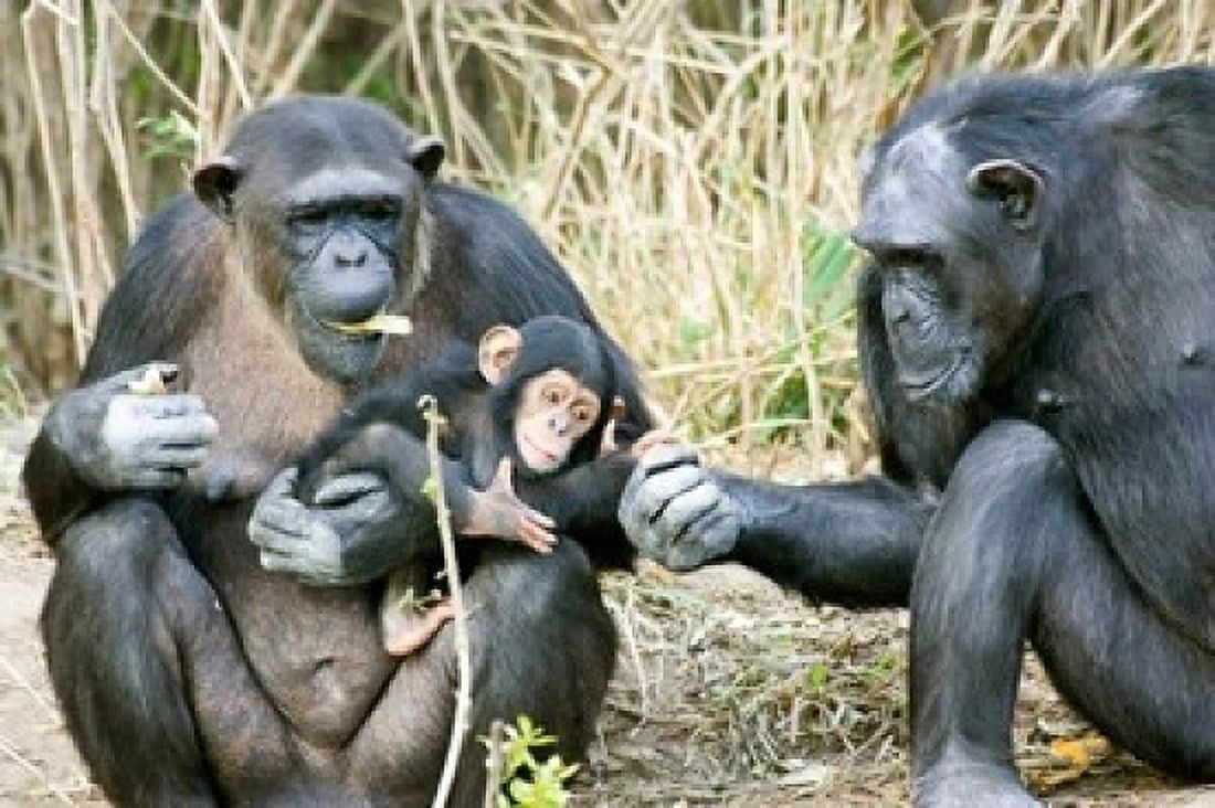 Kenya Chimpanzees at Sweetwaters Tented Camp Canvas Art - Jaynes Gallery DanitaDelimont (17 x 11)