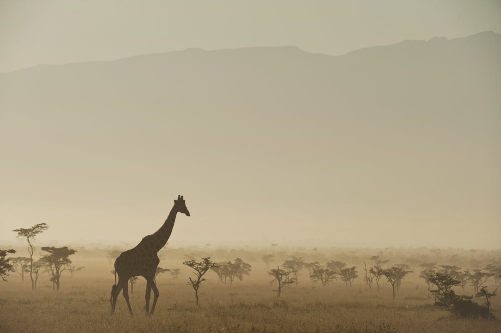 Kenya Giraffe at dawn in front of Mt Kenya in Ol Pejeta Conservancy Laikipia County Canvas Art - Ian Cumming Design Pics (19 x 12)