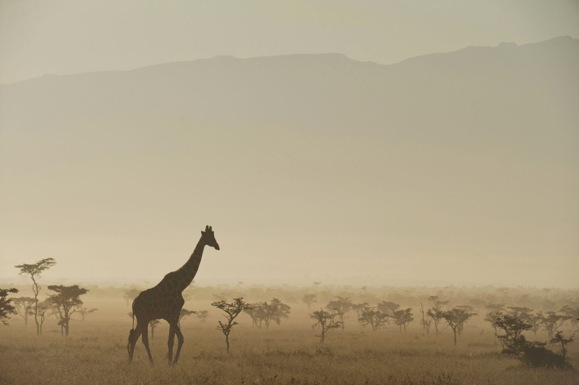 Kenya Giraffe at dawn in front of Mt Kenya in Ol Pejeta Conservancy Laikipia County Canvas Art - Ian Cumming Design Pics (38 x 24)