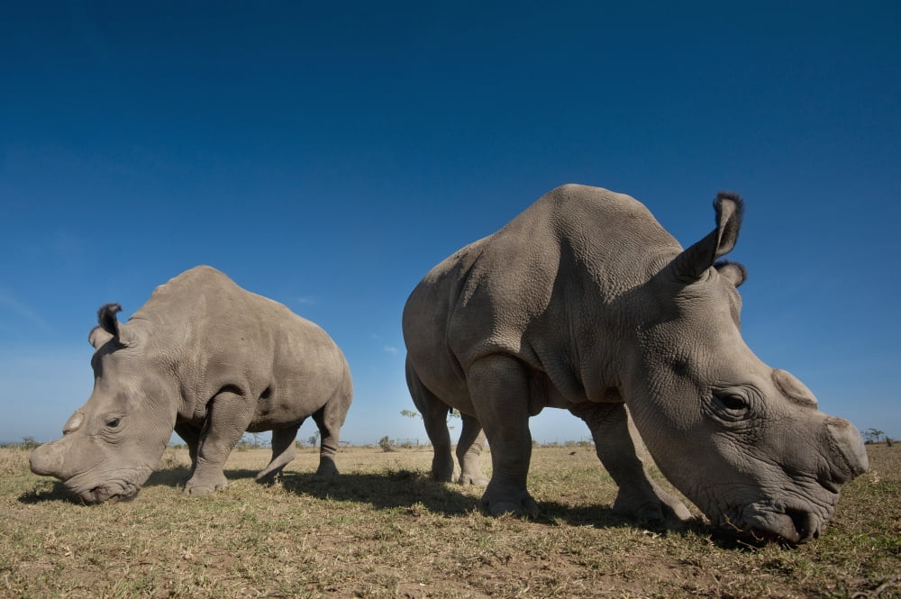 Kenya Great Northern White Rhinos in Ol Pejeta Conservancy Laikipia Country Canvas Art - Ian Cumming Design Pics (38 x 24)