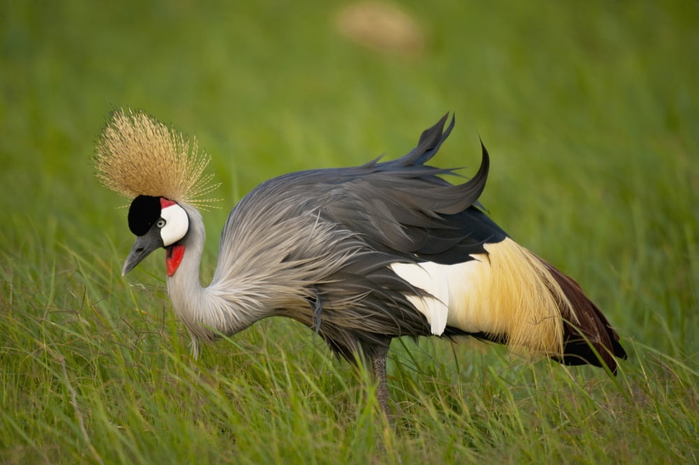 Kenya Grey Crowned Crane in Ol Pejeta Conservancy Laikipia Country Canvas Art - Ian Cumming Design Pics (38 x 24)
