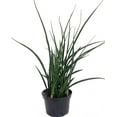 thumbnail image 1 of Kenya Hyacinth Snake Plant - Sanseveria parva - Very Fragrant - 6" Pot, 1 of 4