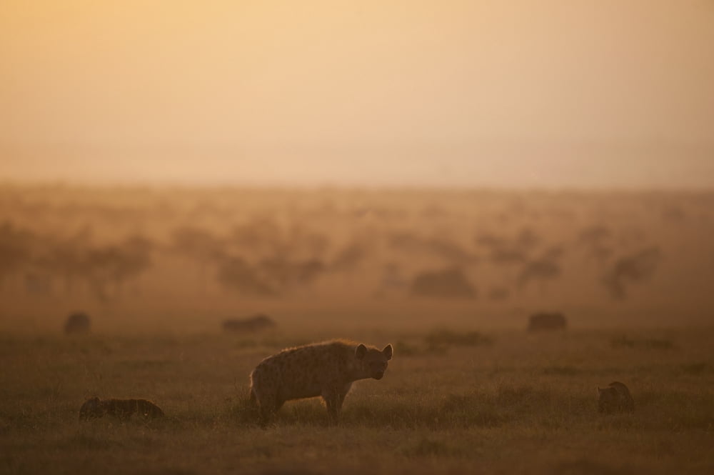 Kenya Hyena with cubs at dawn in Ol Pejeta Conservancy Laikipia Country Canvas Art - Ian Cumming Design Pics (38 x 24)