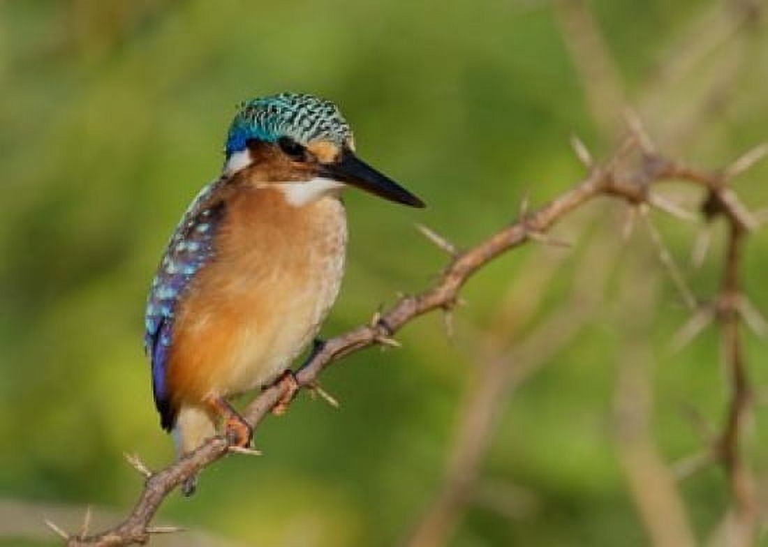 Kenya Lake Baringo Pygmy kingfisher on thorny limb Canvas Art - Jaynes Gallery DanitaDelimont (35 x 25)