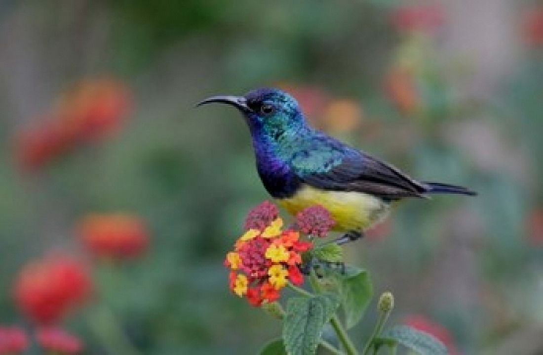 Kenya Lake Naivasha Variable sunbird male Canvas Art - Jaynes Gallery DanitaDelimont (24 x 15)