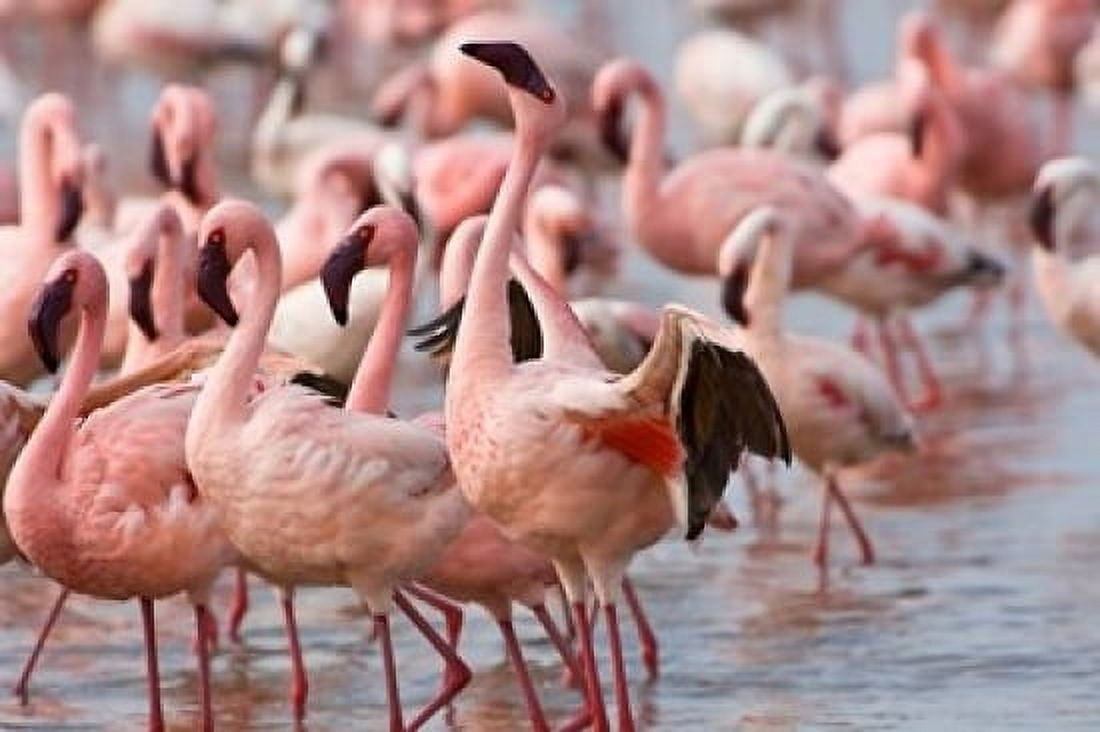 Kenya Lake Nakuru Flamingo tropical birds Canvas Art - Jaynes Gallery DanitaDelimont (17 x 11)