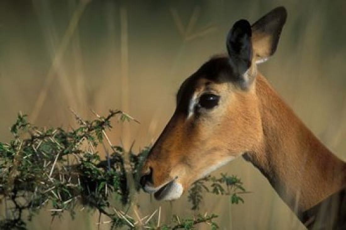 Kenya Lake Nakuru NP Impala wildlife Canvas Art - Paul Souders DanitaDelimont (36 x 24)