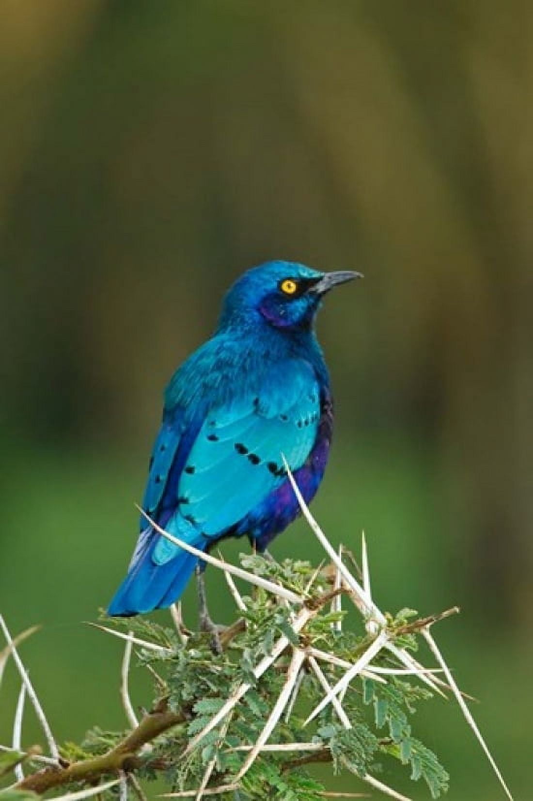 Kenya Lake Nakuru Starling bird thorny acacia tree Canvas Art - Jaynes Gallery DanitaDelimont (11 x 17)