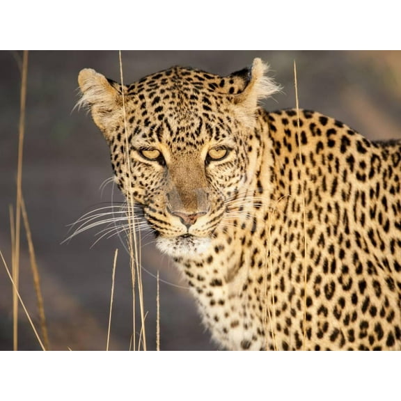 Kenya, Leopard, head shot, Animals Unframed Photographic Print Wall Art by George Theodore Sold by Art.Com