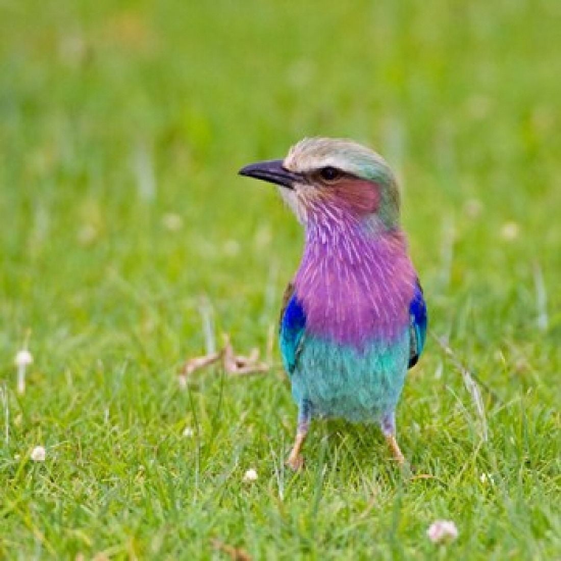 Kenya Lilac-breasted Roller bird Lake Naivasha Canvas Art - Ralph H Bendjebar DanitaDelimont (34 x 34)