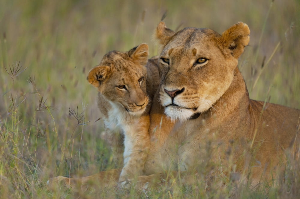 Kenya Lioness with cub at dusk in Ol Pejeta Conservancy Laikipia Country Canvas Art - Ian Cumming Design Pics (38 x 24)