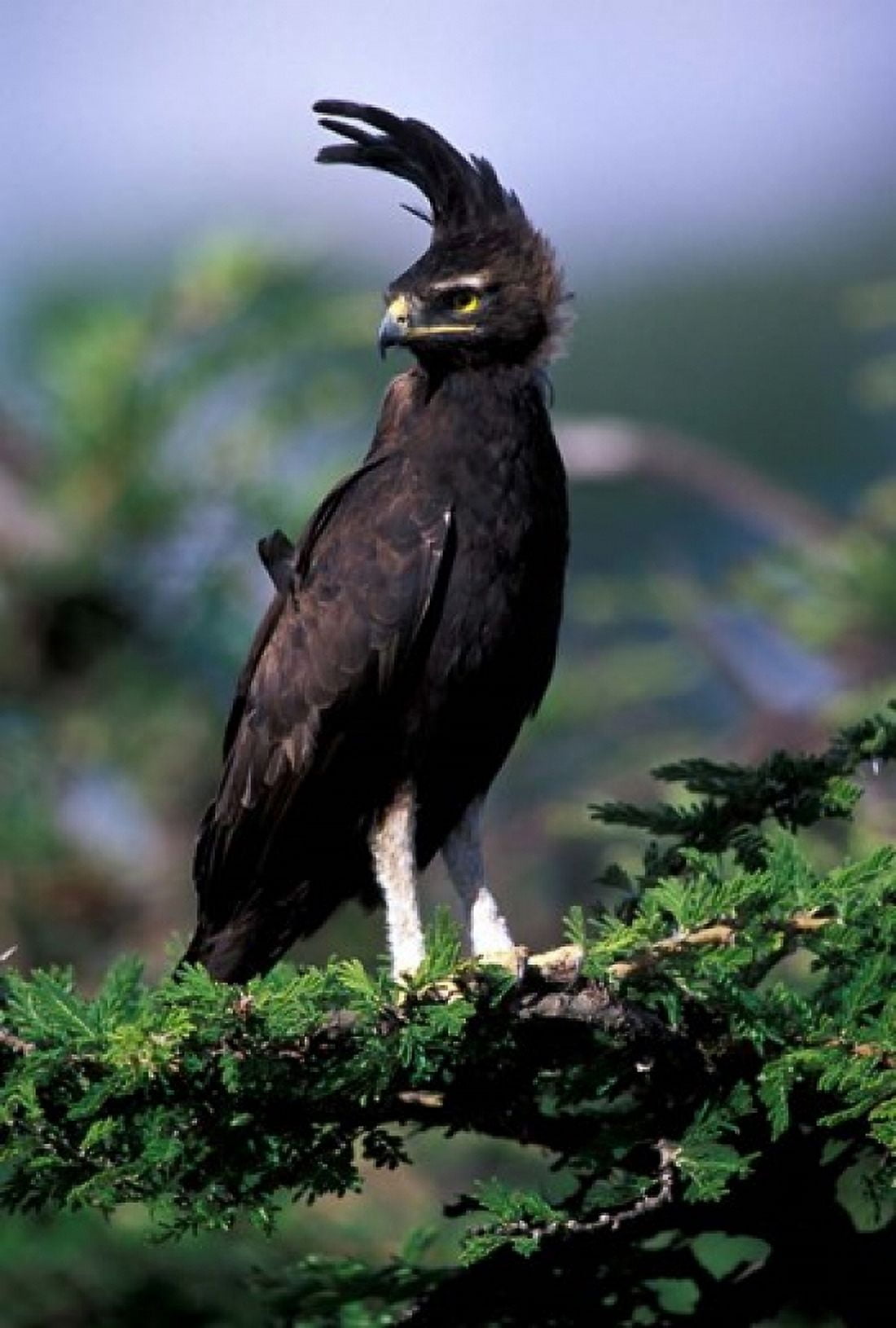 Kenya Long-crested Eagle (lophaetus occipitalis) Canvas Art - Adam Jones DanitaDelimont (24 x 35)