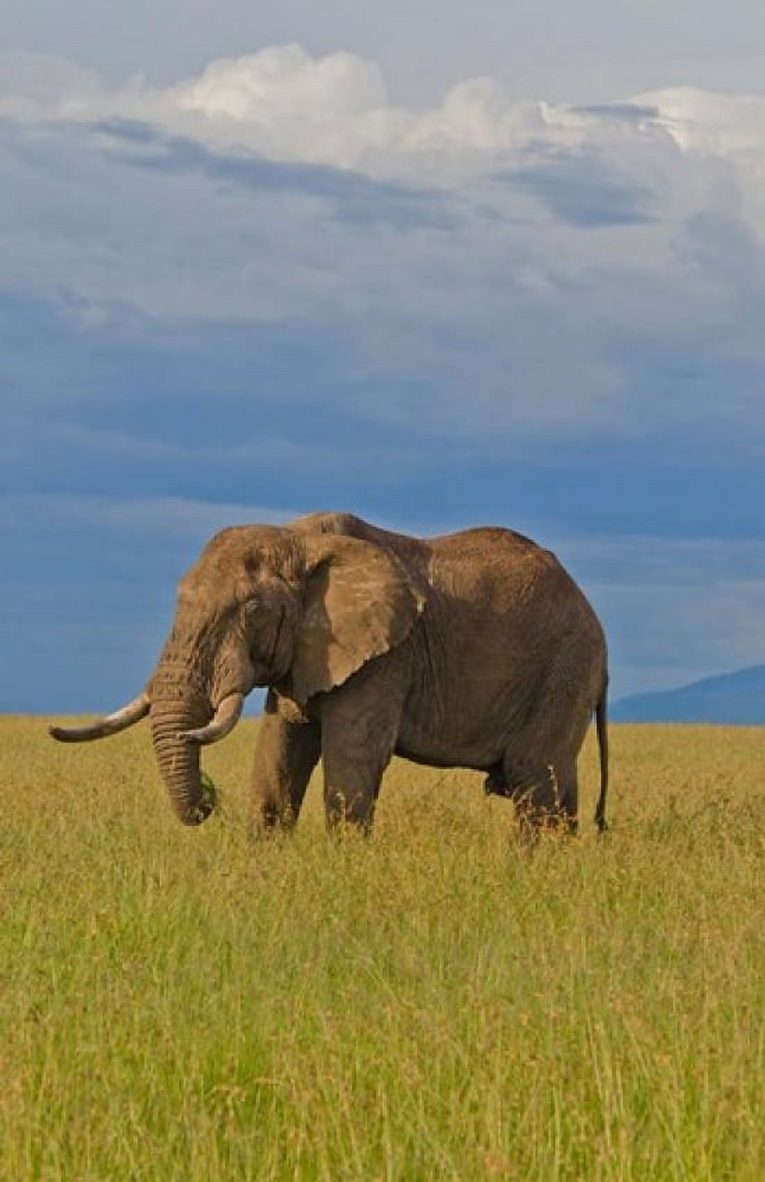 Kenya Maasai Mara National Park Male elephant Canvas Art - Bill Bachmann DanitaDelimont (19 x 29)