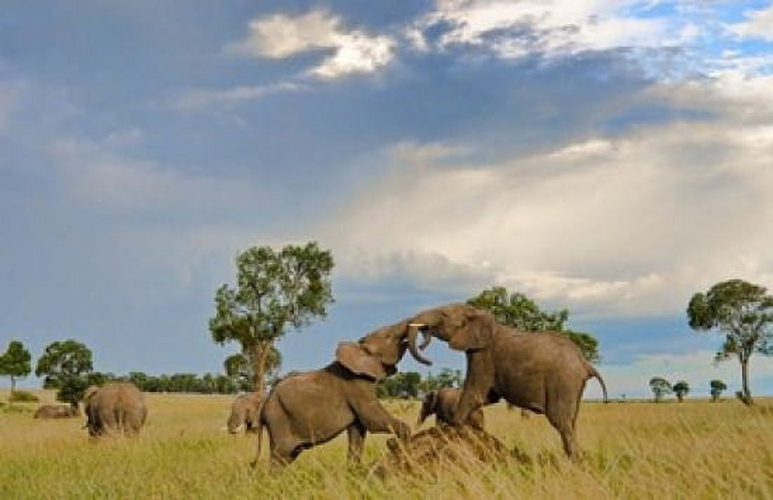 Kenya Maasai Mara National Park Young elephants Canvas Art - Bill Bachmann DanitaDelimont (36 x 24)