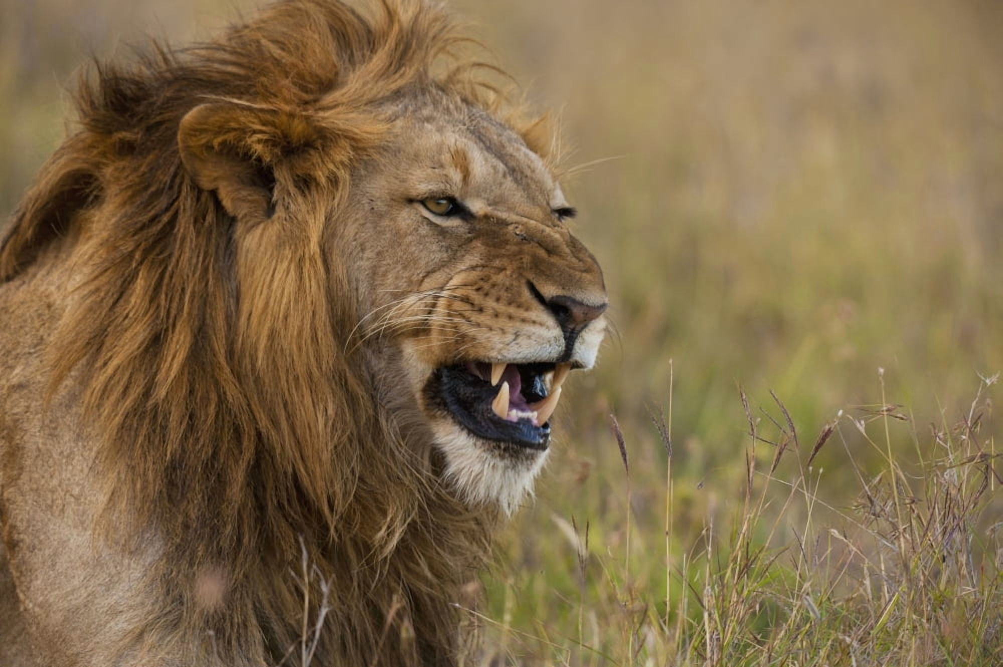 Kenya Male lion snarling in Ol Pejeta Conservancy Laikipia Country Canvas Art - Ian Cumming Design Pics (38 x 24)