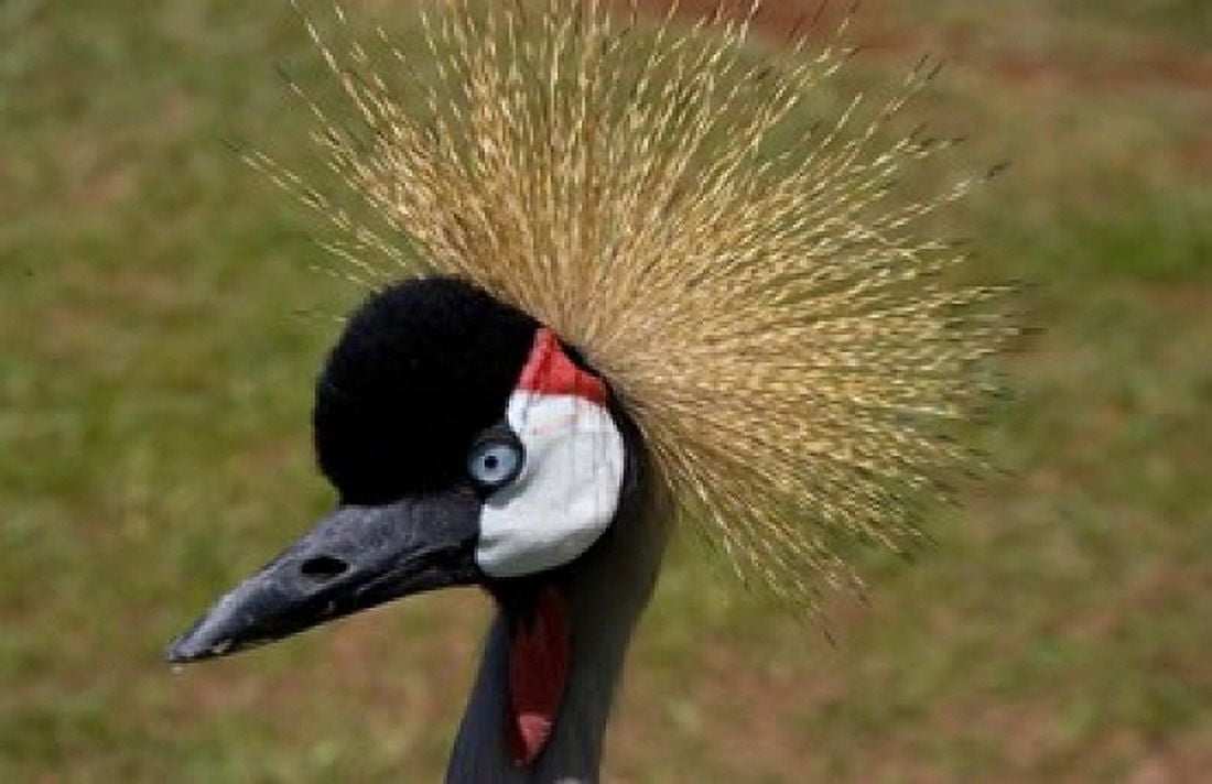 Kenya Masai Mara Crowned crane bird Canvas Art - Jaynes Gallery DanitaDelimont (34 x 22)