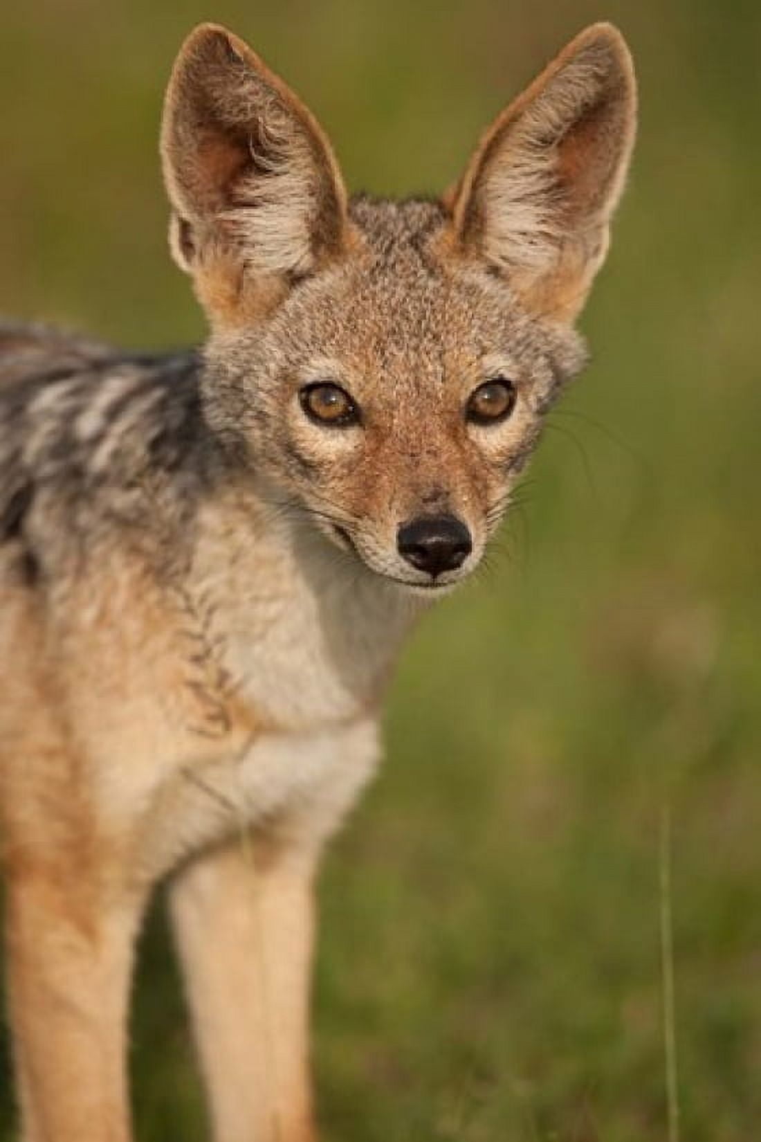 Kenya Masai Mara GR Black-backed Jackal Canvas Art - Joe & Mary Ann McDonald DanitaDelimont (23 x 34)
