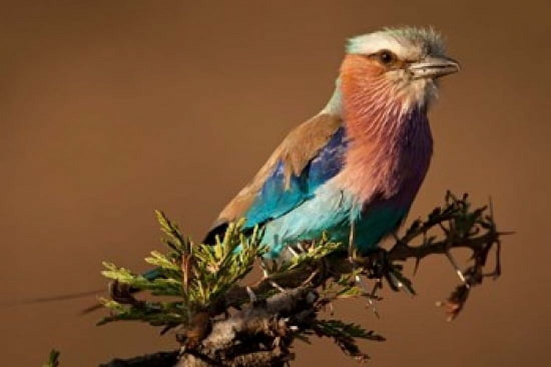 Kenya Masai Mara GR Lilac-breasted Roller Canvas Art - Joe & Mary Ann McDonald DanitaDelimont (34 x 23)