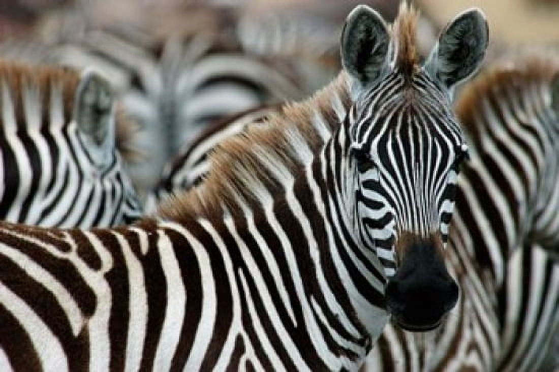 Kenya Masai Mara Game Reserve Burchells zebra Canvas Art - Alison Jones DanitaDelimont (34 x 23)