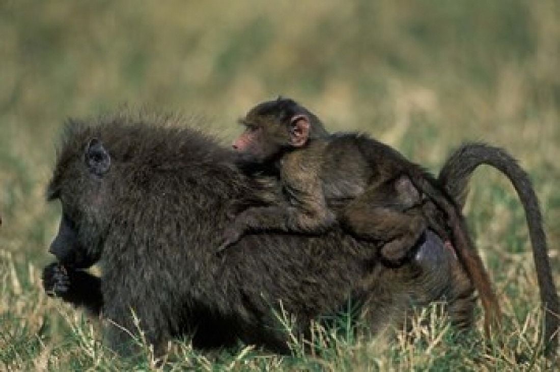 Kenya Masai Mara Game Reserve Chacma Baboons wildlife Canvas Art - Paul Souders DanitaDelimont (18 x 12)