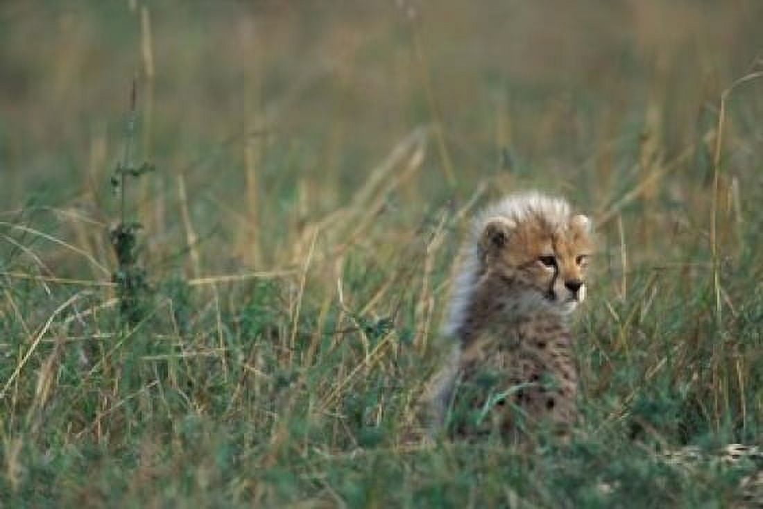 Kenya Masai Mara Game Reserve Cheetah Savanna Canvas Art - Paul Souders DanitaDelimont (36 x 24)