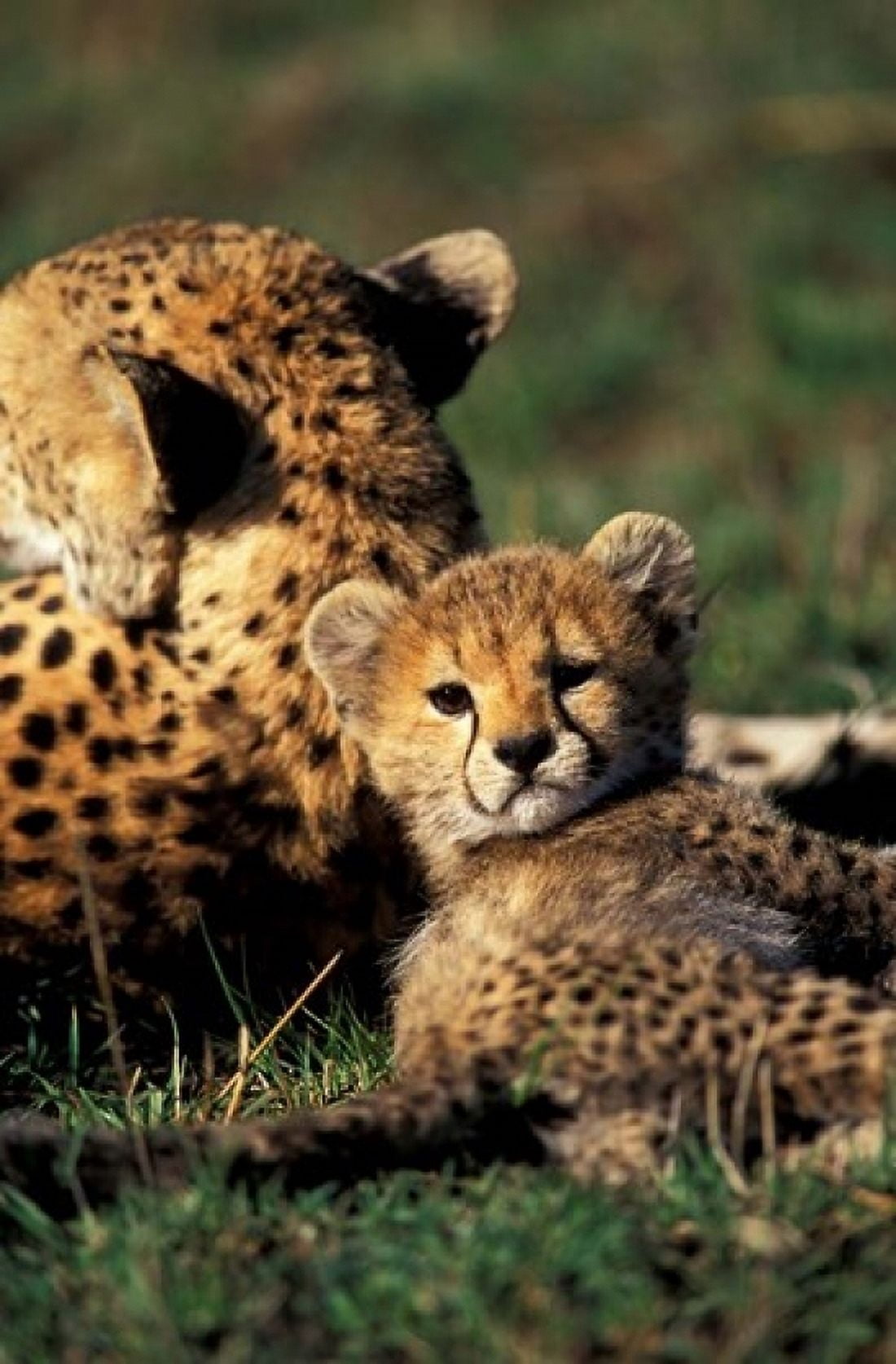 Kenya Masai Mara Game Reserve Cheetah cub Canvas Art - Adam Jones DanitaDelimont (12 x 17)