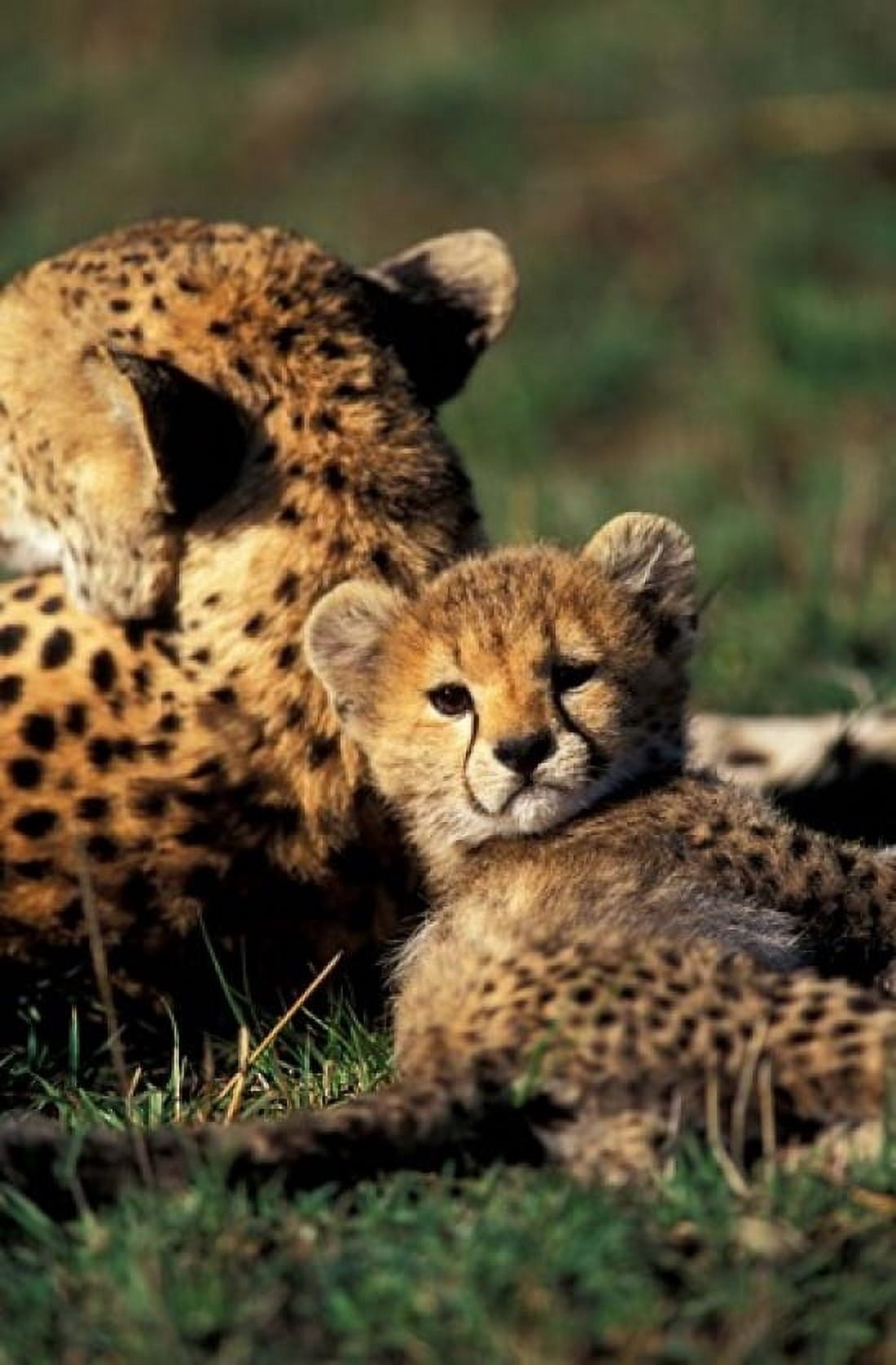 Kenya Masai Mara Game Reserve Cheetah cub Canvas Art - Adam Jones DanitaDelimont (24 x 36)