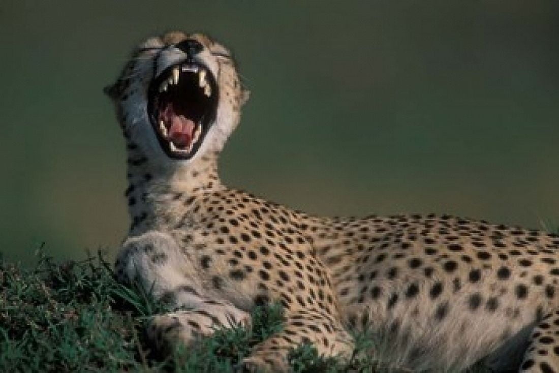 Kenya Masai Mara Game Reserve Cheetah in savanna Canvas Art - Paul Souders DanitaDelimont (18 x 12)