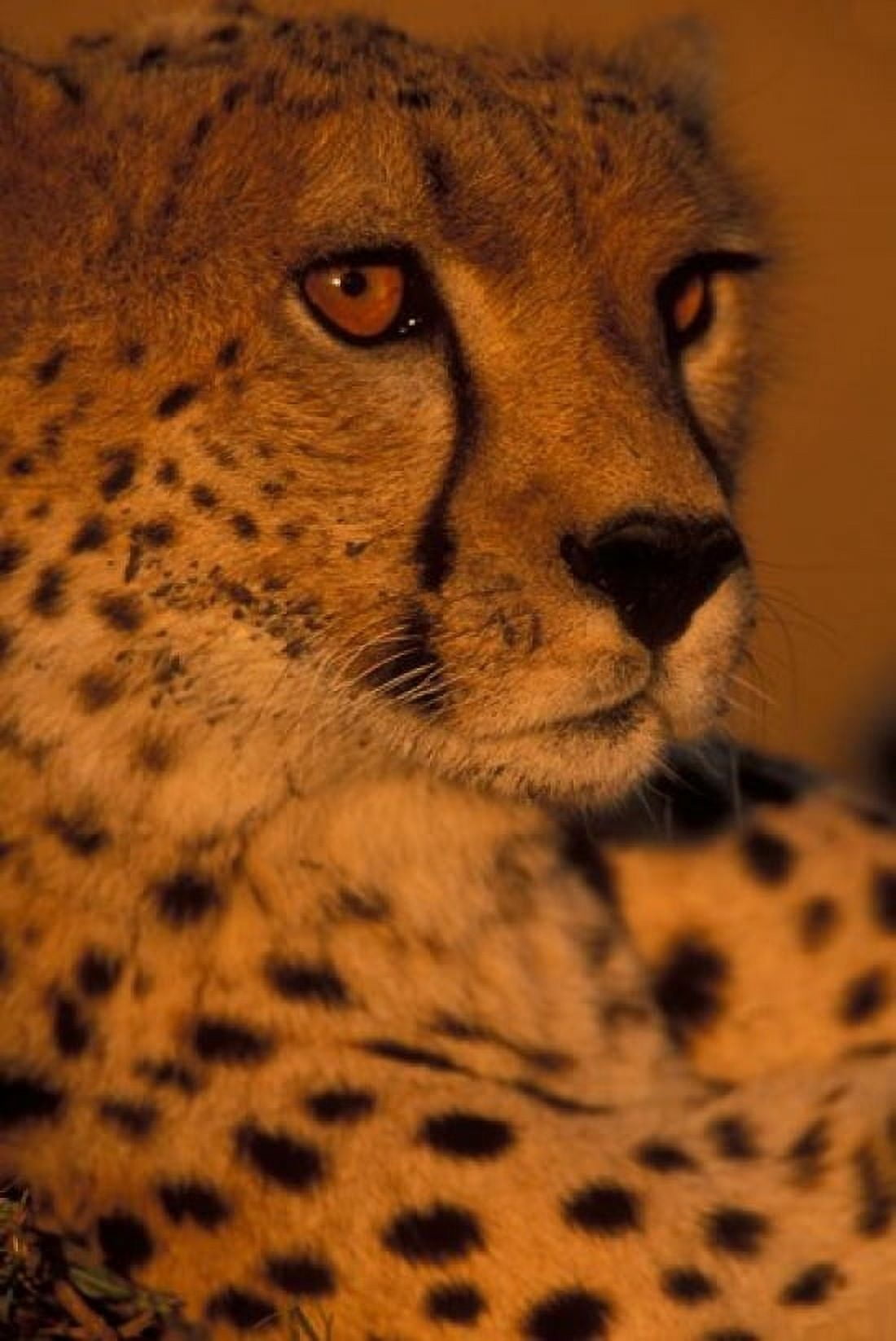 Kenya Masai Mara Game Reserve Cheetah sunset Canvas Art - Paul Souders DanitaDelimont (24 x 36)
