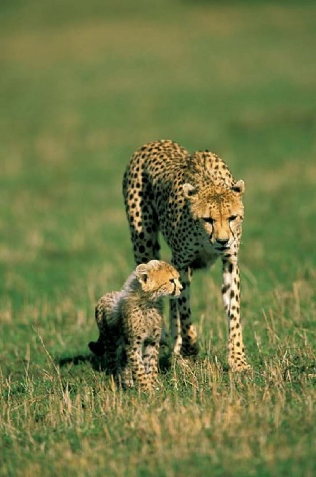 Kenya Masai Mara Game Reserve Cheetah with cub Canvas Art - Adam Jones DanitaDelimont (12 x 17)