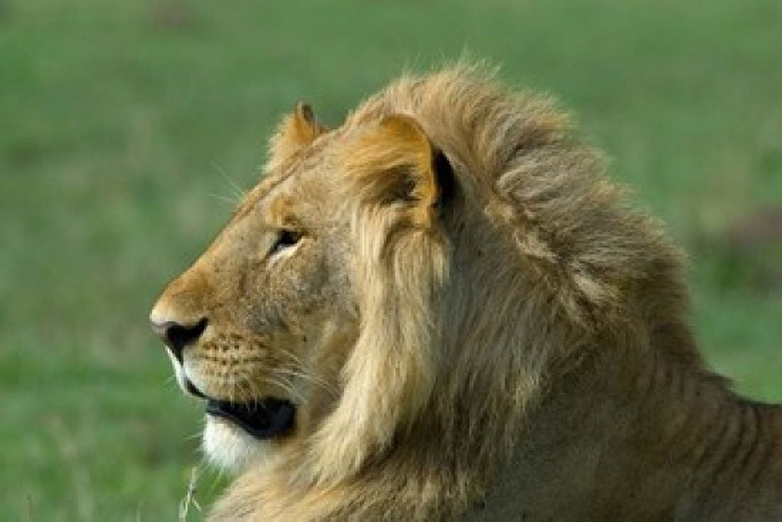 Kenya Masai Mara Game Reserve Lion Canvas Art - Alison Jones DanitaDelimont (17 x 11)