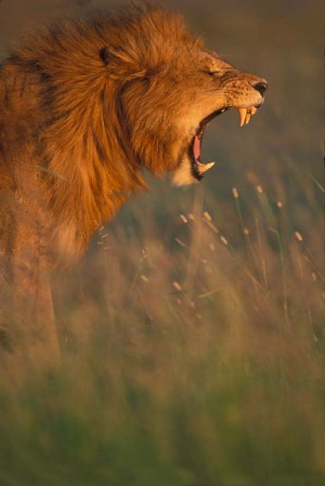 Kenya Masai Mara Game Reserve Lion grass savana Canvas Art - Paul Souders DanitaDelimont (24 x 36)