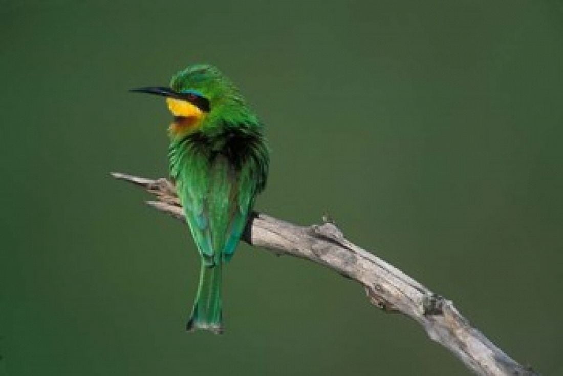 Kenya Masai Mara Game Reserve Little Bee Eater bird Canvas Art - Paul Souders DanitaDelimont (18 x 12)