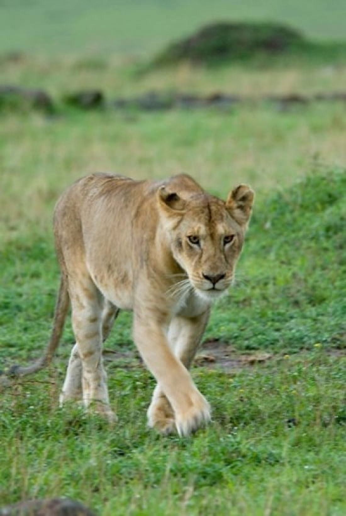 Kenya Masai Mara Game Reserve Mara Conservancy Lion Canvas Art - Alison Jones DanitaDelimont (11 x 17)