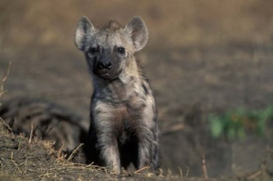 Kenya Masai Mara Game Reserve Spotted Hyena wildlife Canvas Art - Paul Souders  DanitaDelimont (18 x 12)