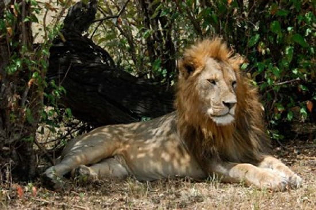 Kenya Masai Mara Game Reserve lion in bushes Canvas Art - Alison Jones DanitaDelimont (34 x 23)
