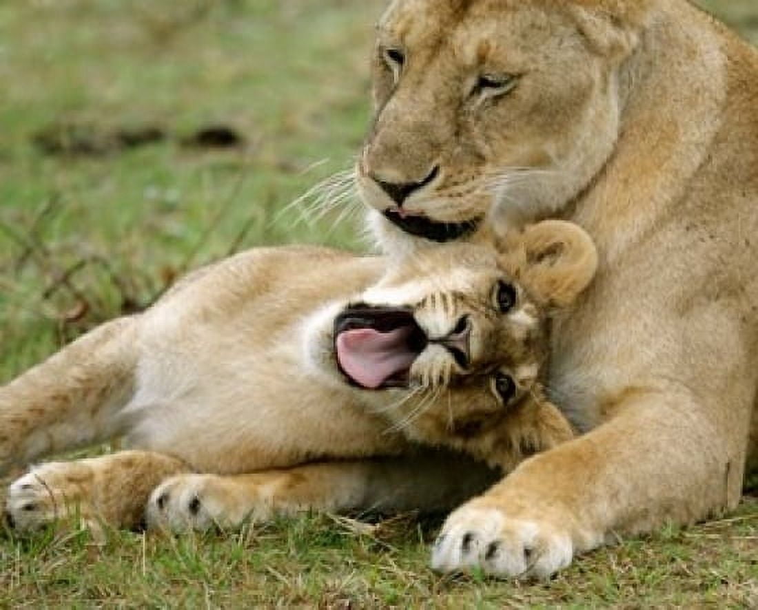 Kenya Masai Mara Keekorok Lodge African lions Canvas Art - Jaynes Gallery DanitaDelimont (20 x 16)