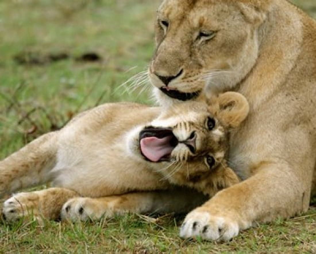 Kenya Masai Mara Keekorok Lodge African lions Canvas Art - Jaynes Gallery DanitaDelimont (35 x 28)