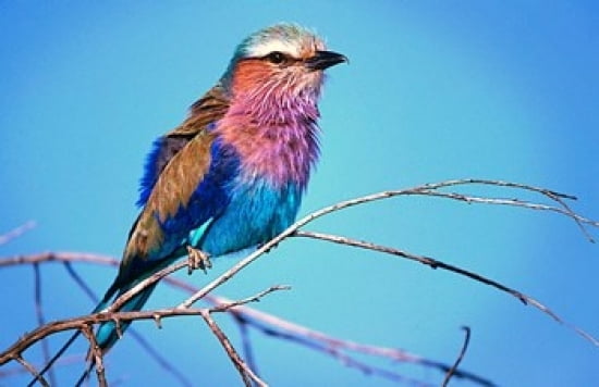Kenya Masai Mara Lilac-breasted roller bird Canvas Art - Jaynes Gallery DanitaDelimont (17 x 11)