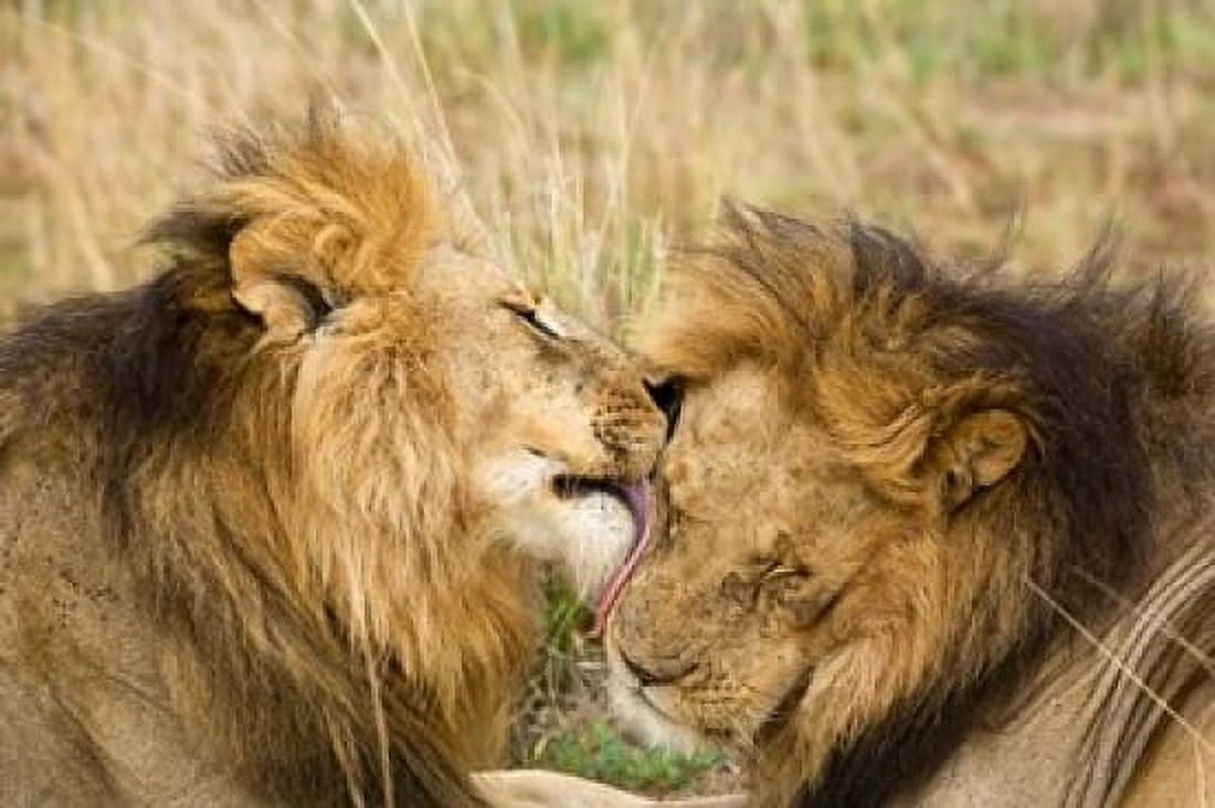 Kenya Masai Mara Male lions Canvas Art - Jaynes Gallery DanitaDelimont (34 x 23)