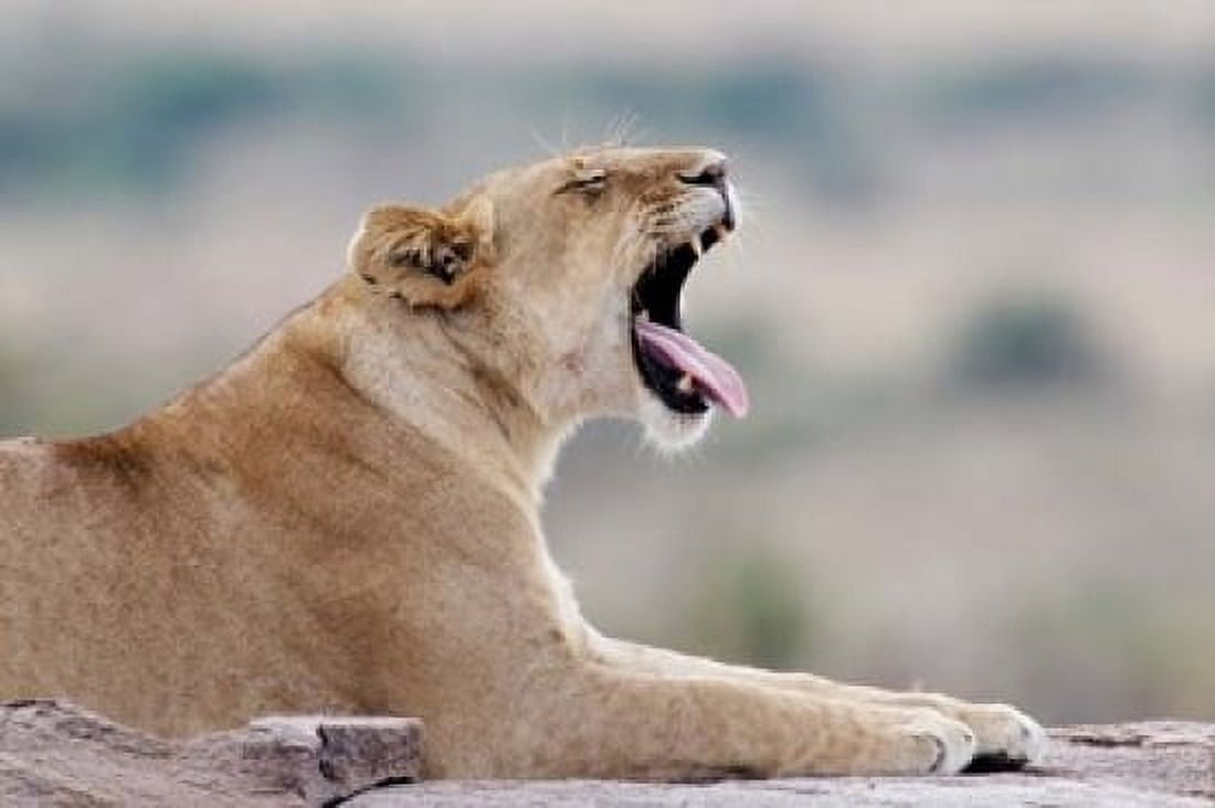 Kenya Masai Mara NWR Keekorok Lodge African lion Canvas Art - Jaynes Gallery DanitaDelimont (24 x 15)