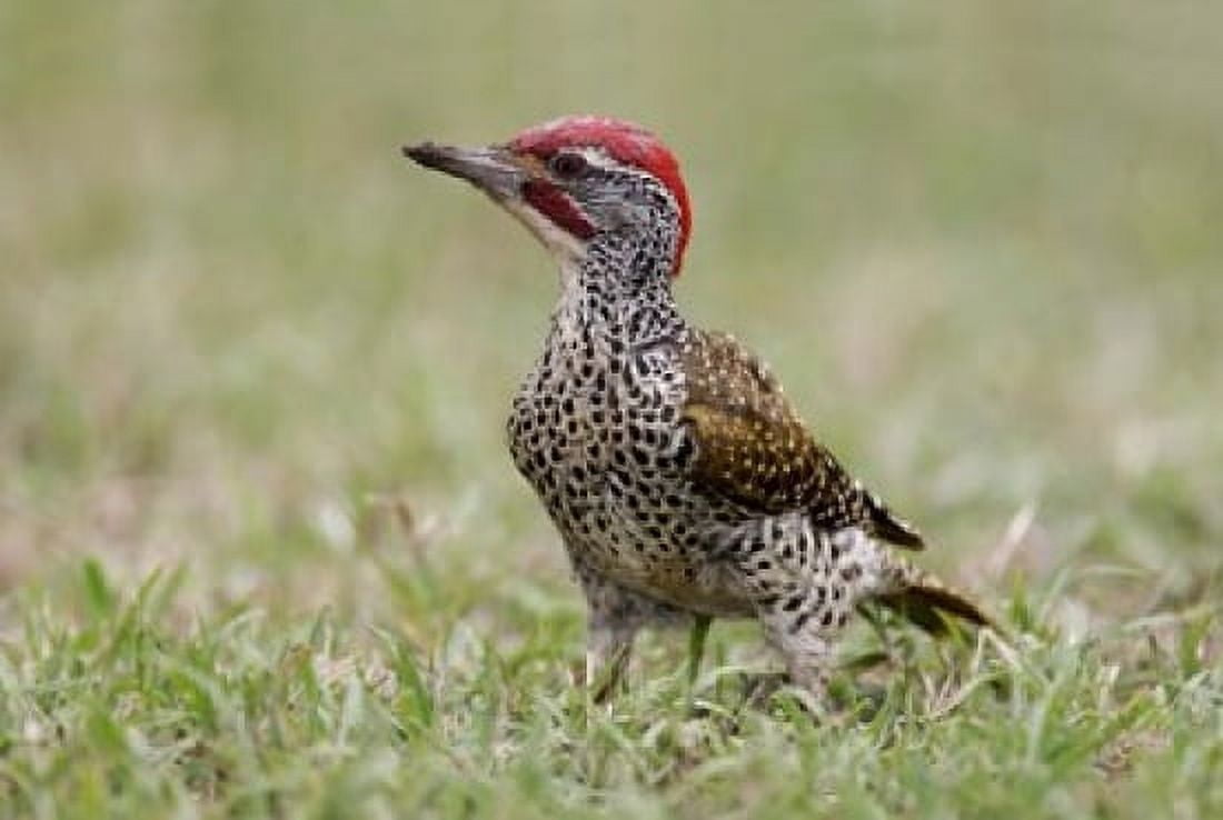 Kenya Masai Mara NWR Nubian woodpecker bird Canvas Art - Jaynes Gallery  DanitaDelimont (35 x 24)