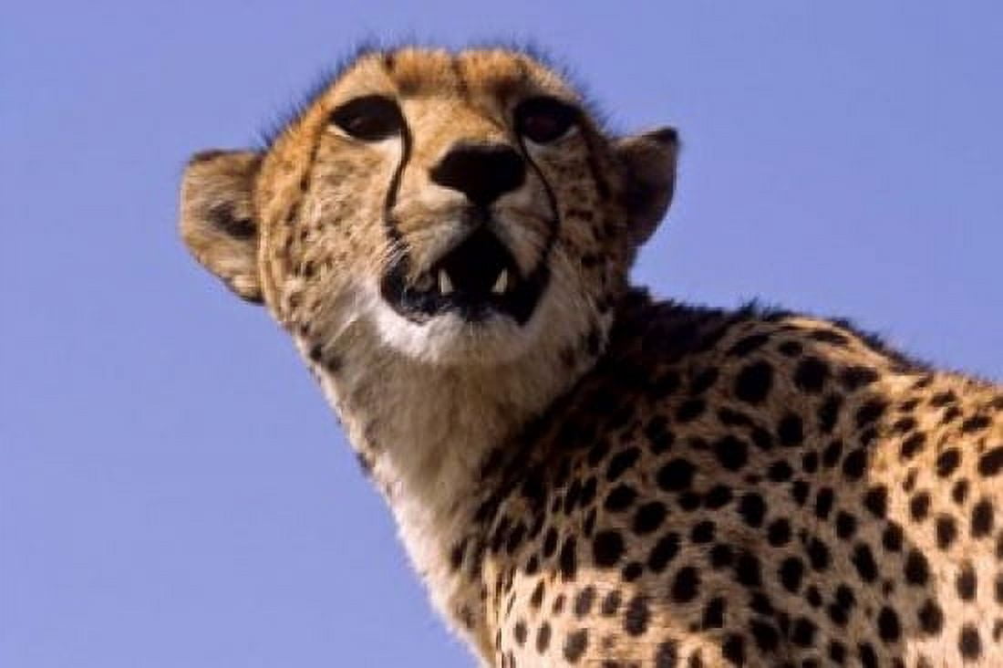 Kenya Masai Mara National Reserve Female Cheetah Canvas Art - Alison Jones DanitaDelimont (17 x 11)