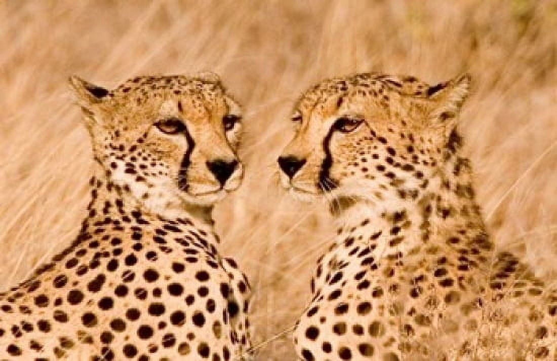 Kenya Masai Mara National Reserve Two cheetahs Canvas Art - Jaynes Gallery DanitaDelimont (17 x 11)