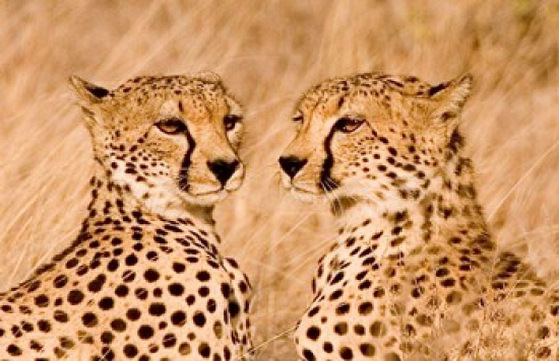 Kenya Masai Mara National Reserve Two cheetahs Canvas Art - Jaynes Gallery DanitaDelimont (34 x 22)