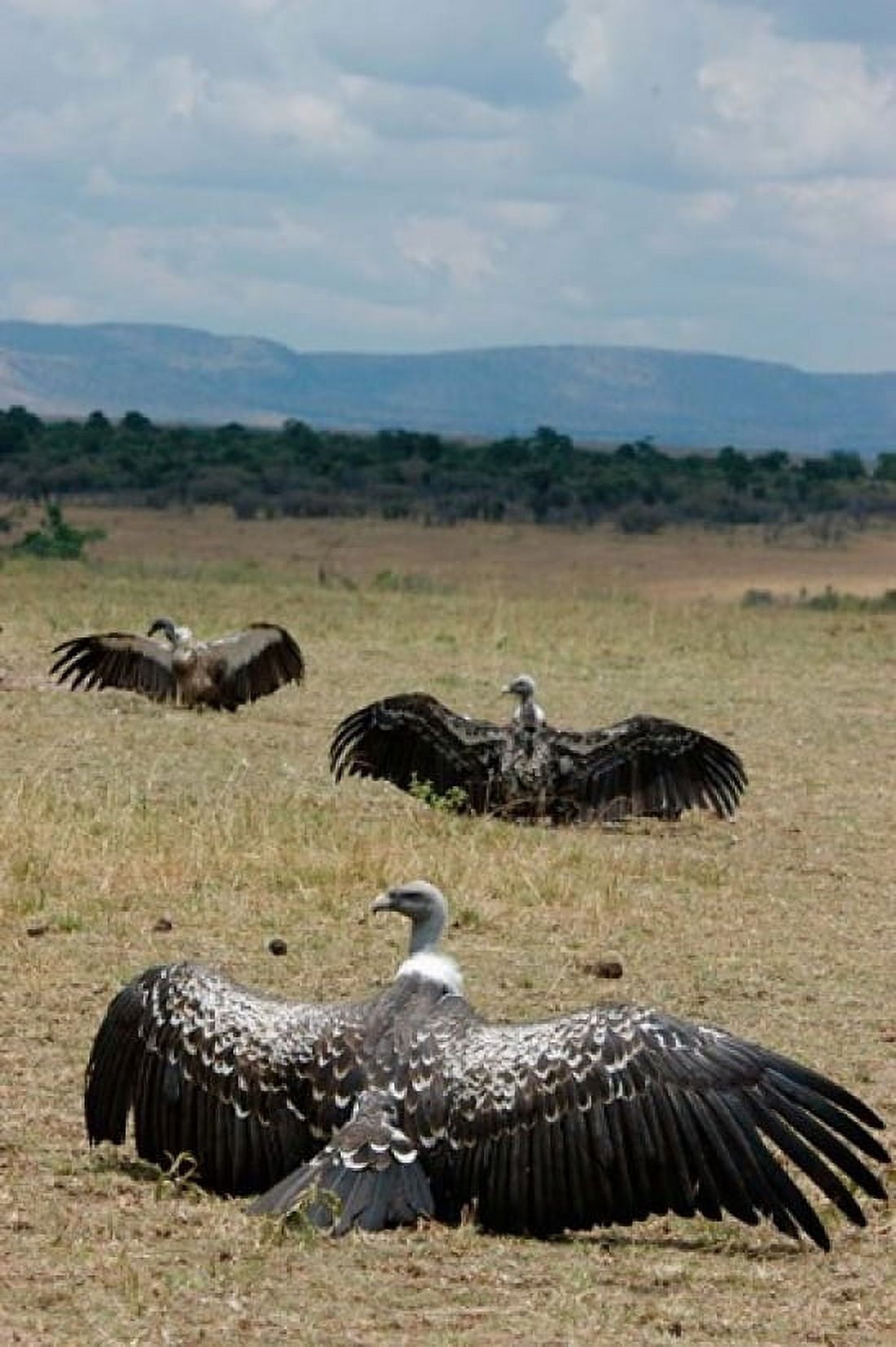 Kenya Masai Mara Reserve Ruppells Griffon vultures Canvas Art - Alison Jones DanitaDelimont (11 x 17)