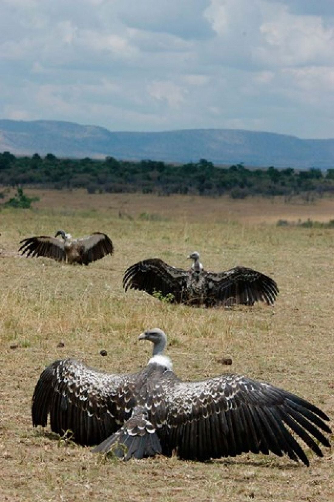 Kenya Masai Mara Reserve Ruppells Griffon vultures Canvas Art - Alison Jones DanitaDelimont (23 x 34)