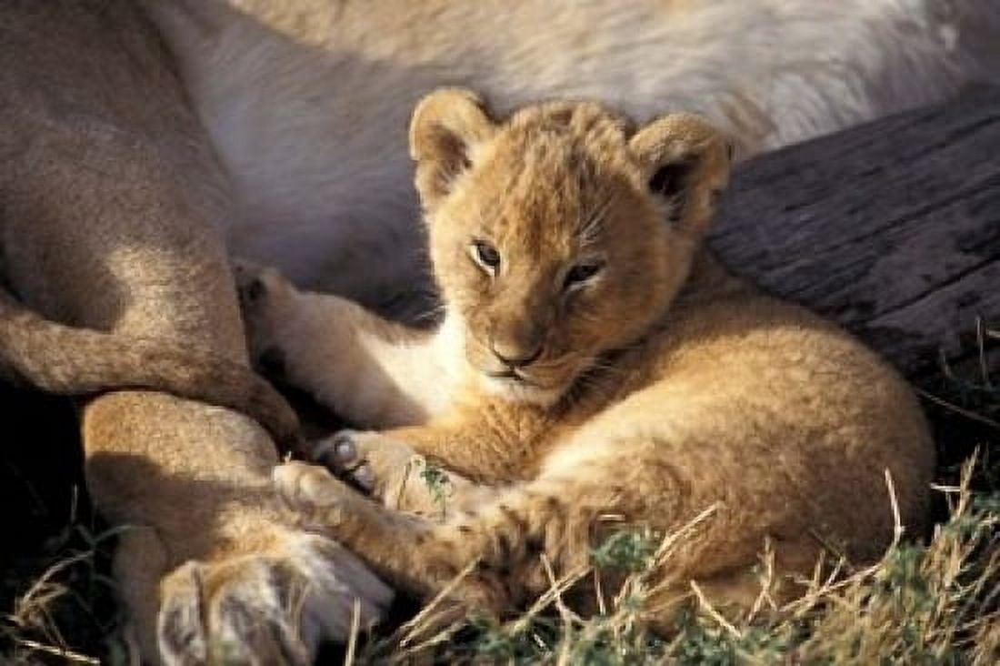 Kenya Masai Mara Six week old Lion cub (Panthera leo) Canvas Art - Adam Jones DanitaDelimont (18 x 12)