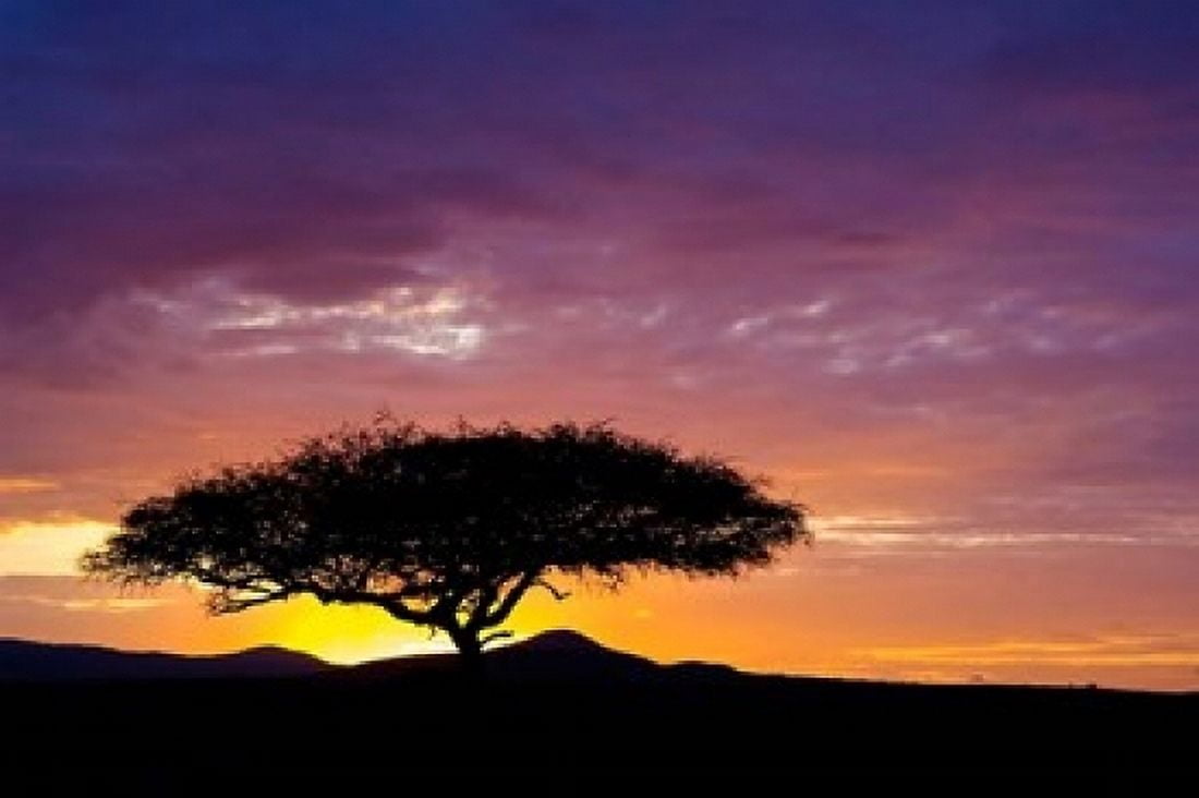 Kenya Masai Mara Sunrise silhouette acacia tree Canvas Art - Jaynes Gallery  DanitaDelimont (17 x 11)